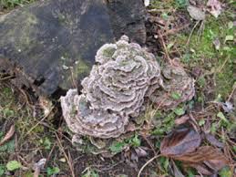 Attēlu rezultāti vaicājumam “Trametes versicolor”