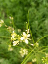 Attēlu rezultāti vaicājumam “Sisymbrium altissimum leaf”