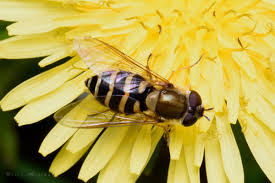 Attēlu rezultāti vaicājumam “Syrphus torvus”