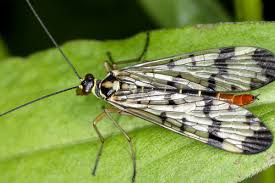 Attēlu rezultāti vaicājumam “Panorpa communis imago”