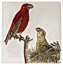 Attēlu rezultāti vaicājumam “Loxia pytyopsittacus”