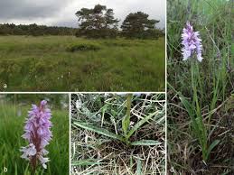 Attēlu rezultāti vaicājumam “Dactylorhiza maculata bud”