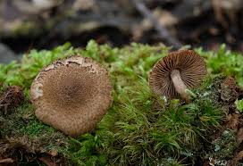 Attēlu rezultāti vaicājumam “Inocybe lanuginosa”