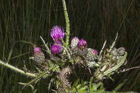 Attēlu rezultāti vaicājumam “Cirsium palustre leaf”