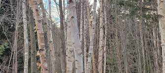 Attēlu rezultāti vaicājumam “Betula papyrifera”