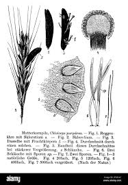 Attēlu rezultāti vaicājumam “Claviceps purpurea”