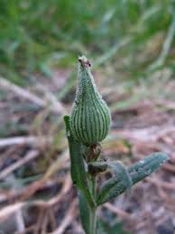 Attēlu rezultāti vaicājumam “Silene viscaria bud”