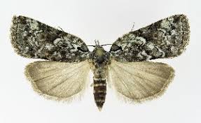 Attēlu rezultāti vaicājumam “Nycteola sp.”