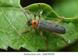 Attēlu rezultāti vaicājumam “Pyrochroidae imago”