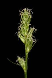 Attēlu rezultāti vaicājumam “Carex spicata”