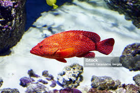 Image result for Epinephelus morio