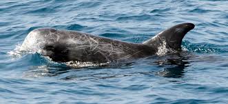 Image result for Grampus griseus