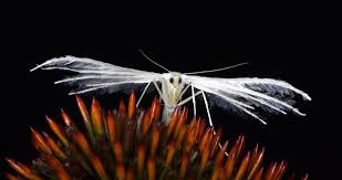 Attēlu rezultāti vaicājumam “Pterophorus pentadactyla”