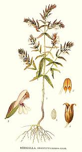 Attēlu rezultāti vaicājumam “Odontites vulgaris”