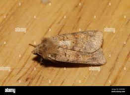 Attēlu rezultāti vaicājumam “Diarsia florida”