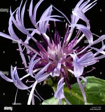 Image result for Flockenblume