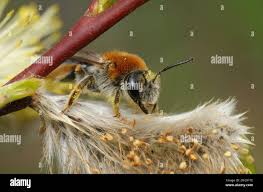 Attēlu rezultāti vaicājumam “Andrena haemorrhoa female”
