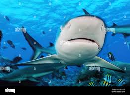 Image result for Carcharhinus amblyrhynchos
