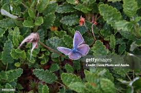 Attēlu rezultāti vaicājumam “Theclinae”