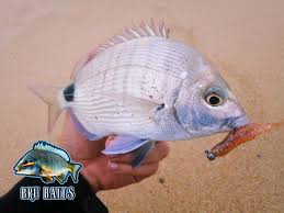 Image result for Diplodus capensis