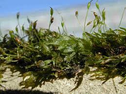 Attēlu rezultāti vaicājumam “Rhabdoweisia fugax”