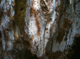 Attēlu rezultāti vaicājumam “Athelia pyriformis”