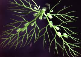 Attēlu rezultāti vaicājumam “Utricularia minor leaf”