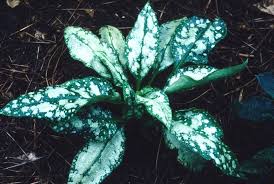 Attēlu rezultāti vaicājumam “Pulmonaria saccharata”