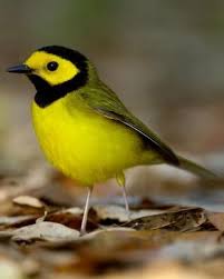 Image result for Wilsonia citrina