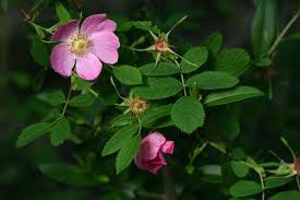 Attēlu rezultāti vaicājumam “Rosa majalis”