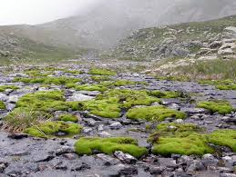 Attēlu rezultāti vaicājumam “Bryum schleicheri”