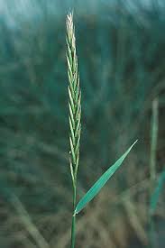 Attēlu rezultāti vaicājumam “Elytrigia repens subsp. arenosa”