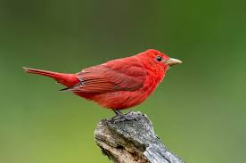 Image result for Piranga rubra