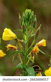 Attēlu rezultāti vaicājumam “Oenothera biennis bud”