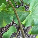 Attēlu rezultāti vaicājumam “Menispermum dauricum fruit”