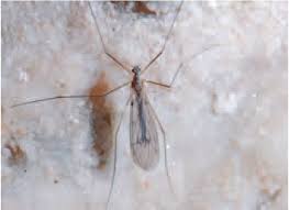 Attēlu rezultāti vaicājumam “Trichocera regelationis”