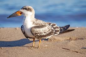 Attēlu rezultāti vaicājumam “Larus ridibundus juvenile”