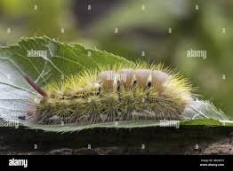 Attēlu rezultāti vaicājumam “Calliteara pudibunda”