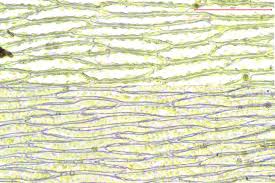 Attēlu rezultāti vaicājumam “Plagiothecium succulentum”