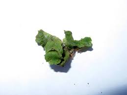 Attēlu rezultāti vaicājumam “Barbilophozia lycopodioides macro”