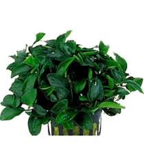 Attēlu rezultāti vaicājumam “Leptodictyum riparium sporophyte”