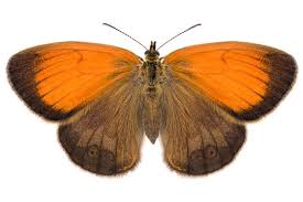 Attēlu rezultāti vaicājumam “Coenonympha arcania”