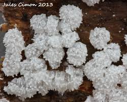 Attēlu rezultāti vaicājumam “Ceratiomyxa morchella”