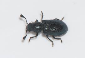 Attēlu rezultāti vaicājumam “Necrobia violacea”