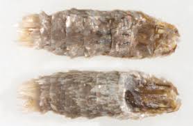 Attēlu rezultāti vaicājumam “Coleophora alticolella”