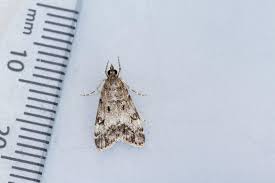 Attēlu rezultāti vaicājumam “Eudonia lacustrata”