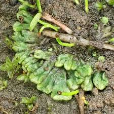 Attēlu rezultāti vaicājumam “Riccia sorocarpa macro”