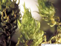 Attēlu rezultāti vaicājumam “Dicranum spurium”