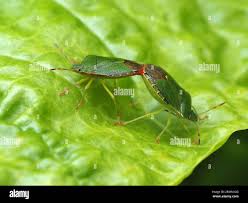 Attēlu rezultāti vaicājumam “Palomena prasina imago”