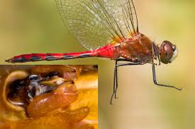 Attēlu rezultāti vaicājumam “Sympetrum”